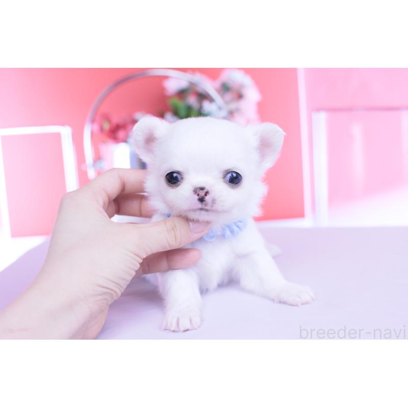 販売中の愛知県のチワワ(ロングコート)-450697の11枚目