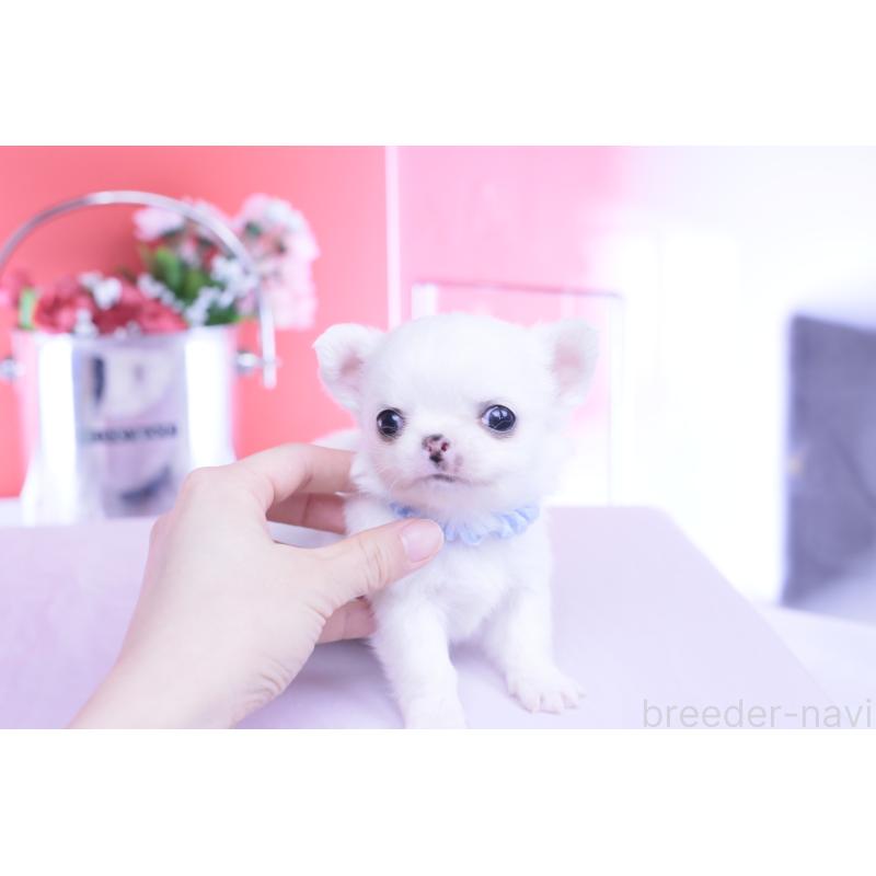 販売中の愛知県のチワワ(ロングコート)-450697の8枚目