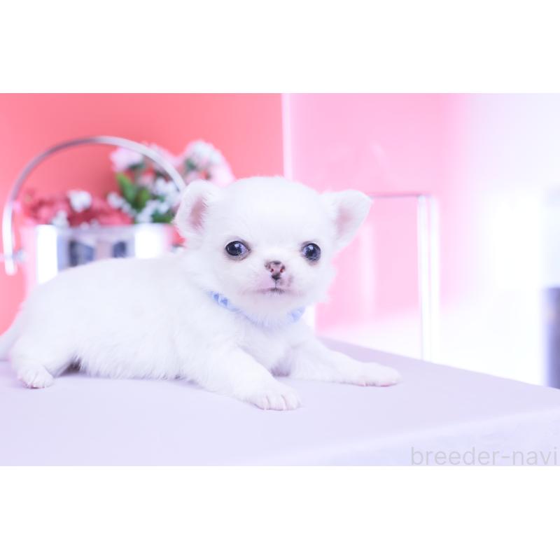 販売中の愛知県のチワワ(ロングコート)-450697の6枚目