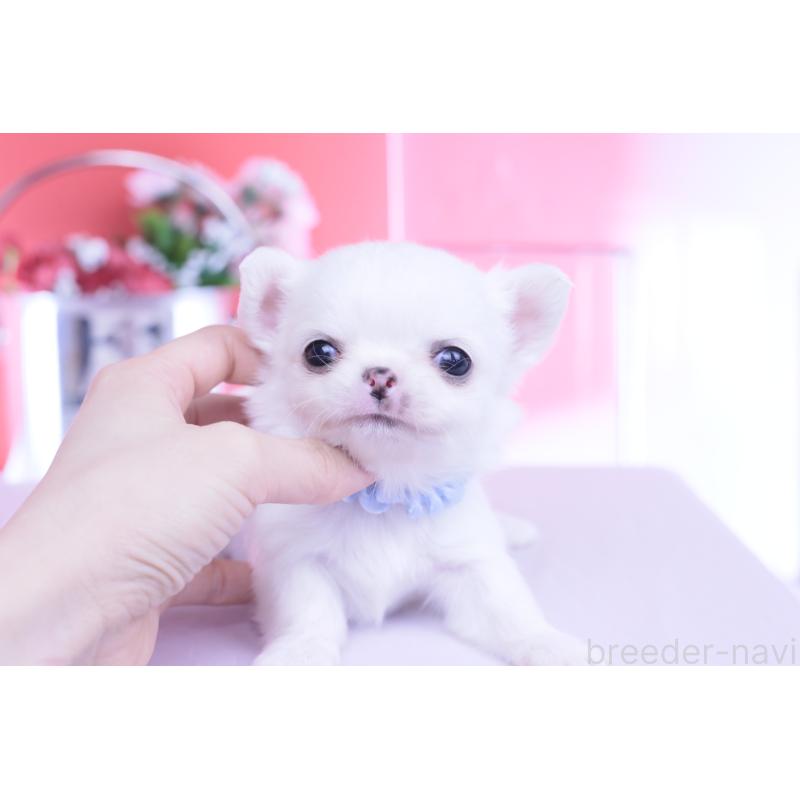 販売中の愛知県のチワワ(ロングコート)-450697の4枚目