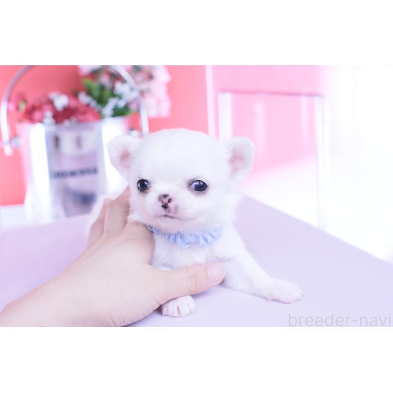 販売中の愛知県のチワワ(ロングコート)-450697の2枚目