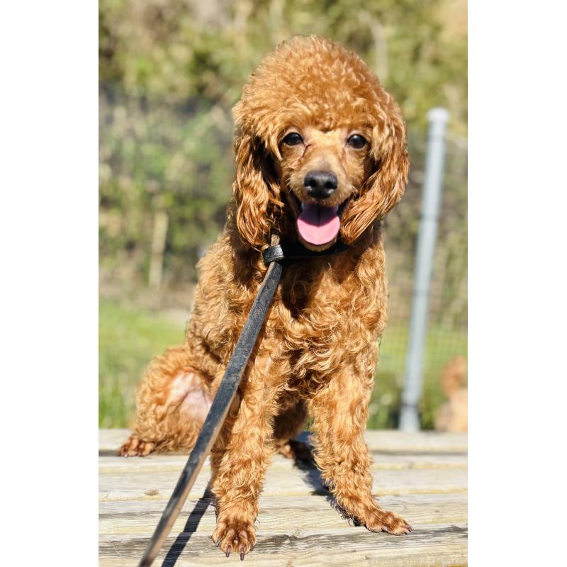 販売中の神奈川県のミニチュアプードル-390477