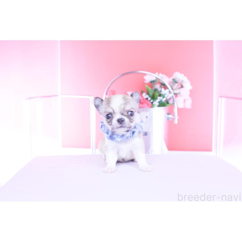 販売中の愛知県のチワワ(ロングコート)-450698の12枚目