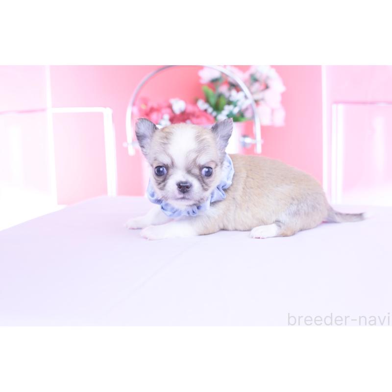 販売中の愛知県のチワワ(ロングコート)-450698の11枚目