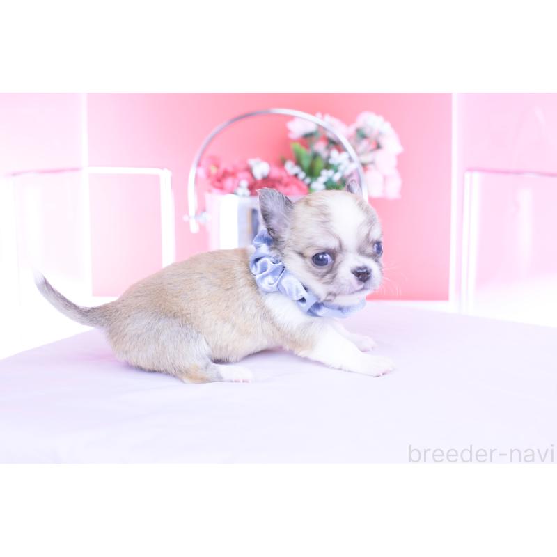 販売中の愛知県のチワワ(ロングコート)-450698の10枚目