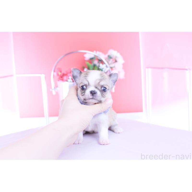 販売中の愛知県のチワワ(ロングコート)-450698の7枚目