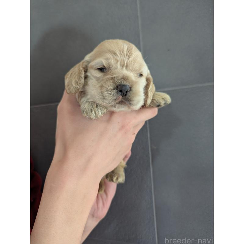 販売中の埼玉県のアメリカンコッカースパニエル-450700の3枚目