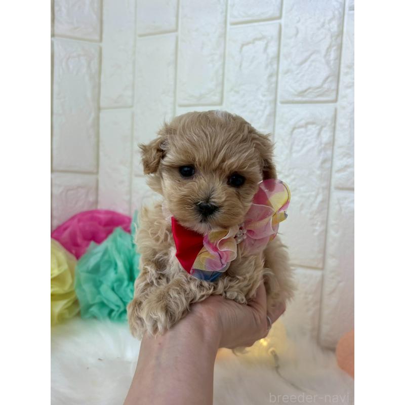 販売中の福岡県のマルプー:マルチーズ×トイプードル-450702の3枚目