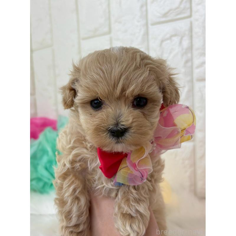 販売中の福岡県のマルプー:マルチーズ×トイプードル-450702の2枚目