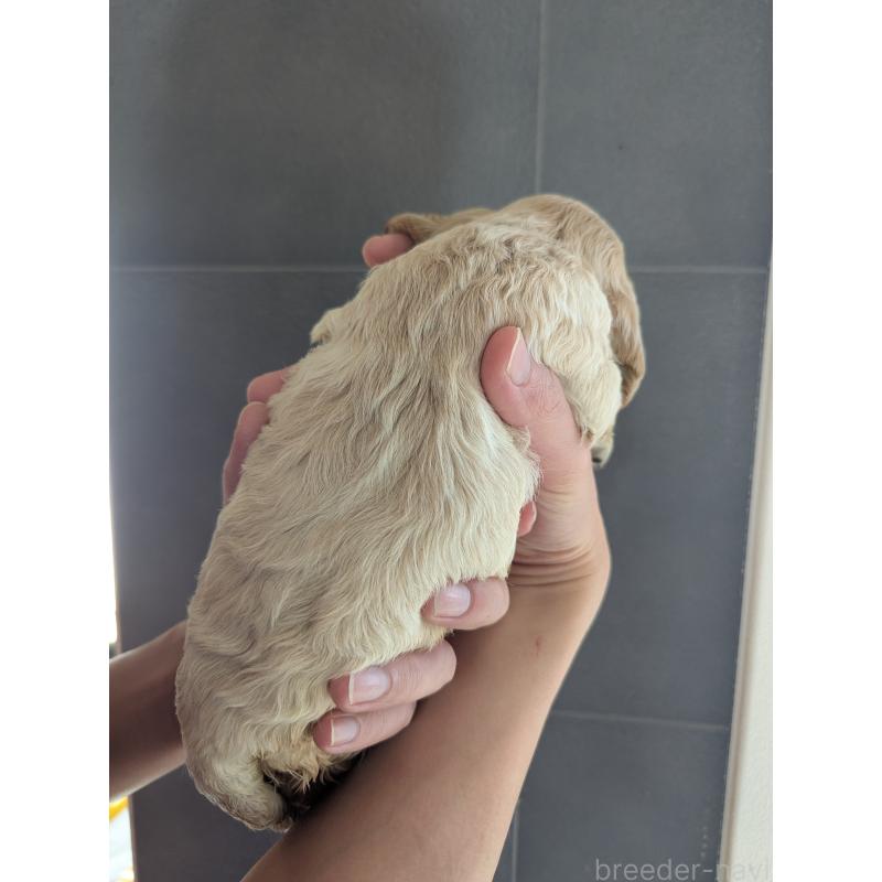 販売中の埼玉県のアメリカンコッカースパニエル-450703の3枚目