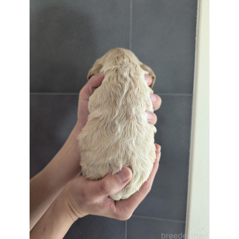 販売中の埼玉県のアメリカンコッカースパニエル-450703の2枚目