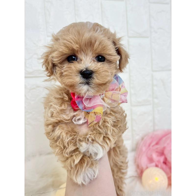 販売中の福岡県のマルプー:マルチーズ×トイプードル-450705の3枚目