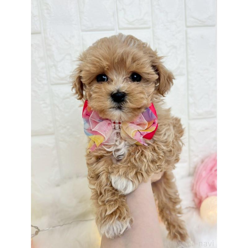 販売中の福岡県のマルプー:マルチーズ×トイプードル-450705の2枚目