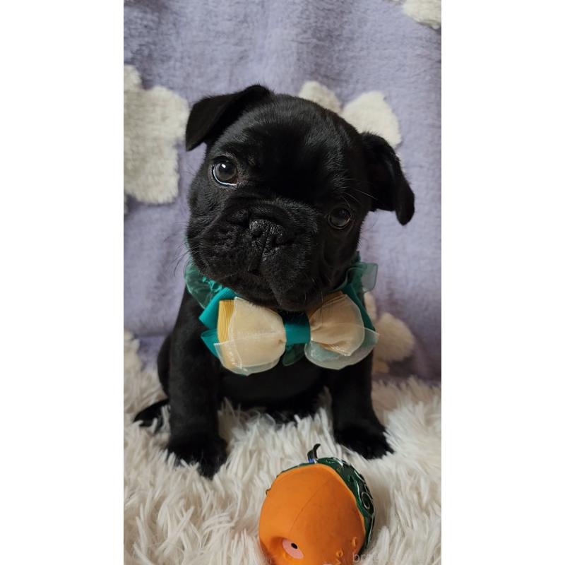 販売中の栃木県のフレンチブルドッグ-450848の11枚目