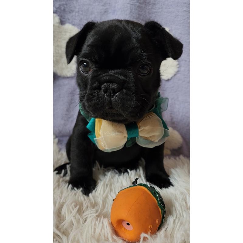 販売中の栃木県のフレンチブルドッグ-450848の10枚目