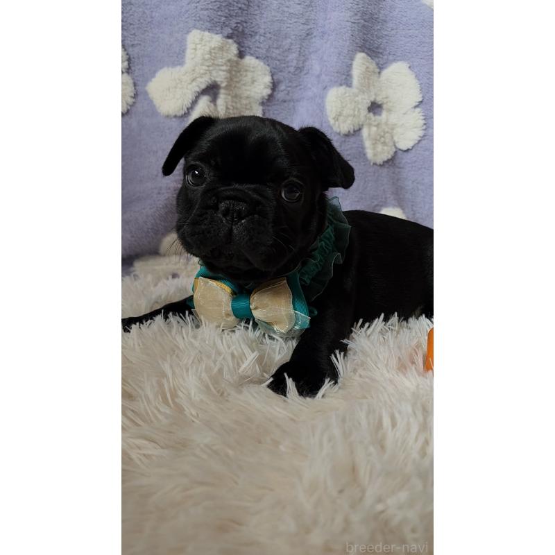 販売中の栃木県のフレンチブルドッグ-450848の8枚目