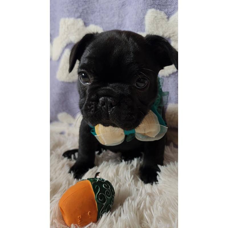 販売中の栃木県のフレンチブルドッグ-450848の7枚目