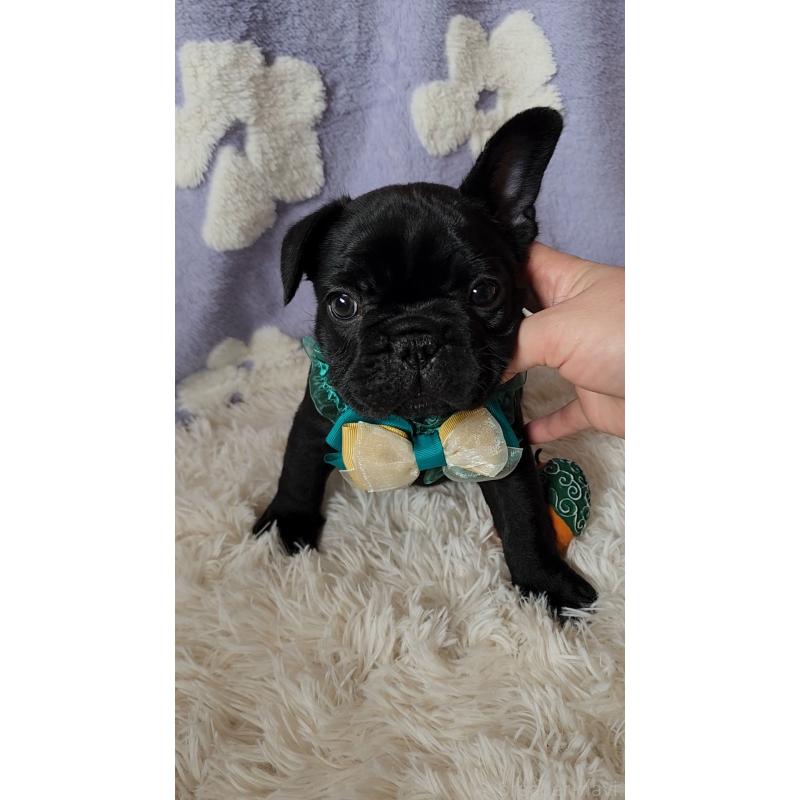 販売中の栃木県のフレンチブルドッグ-450848の6枚目