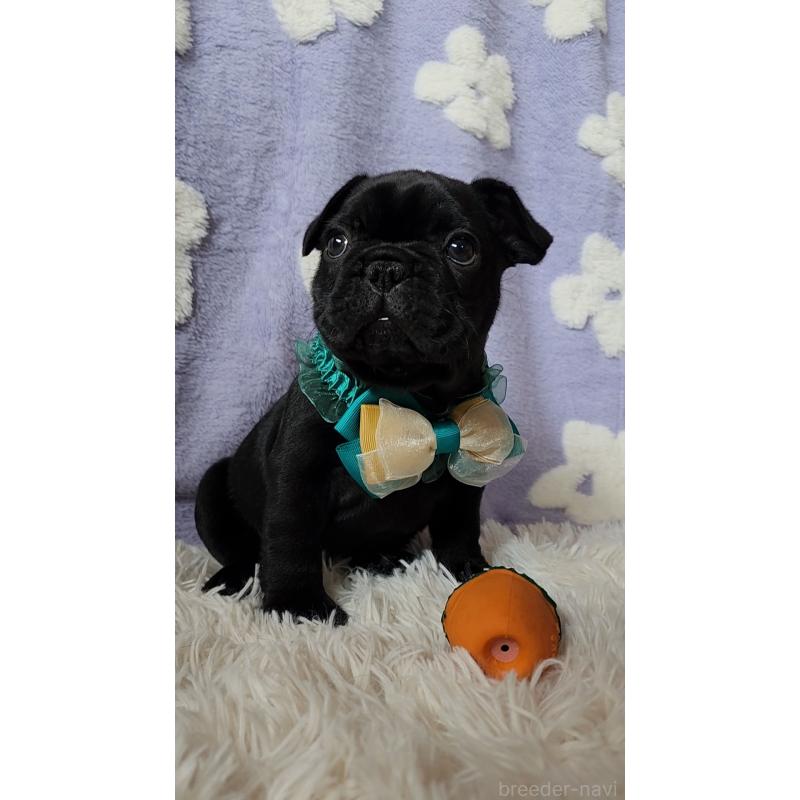 販売中の栃木県のフレンチブルドッグ-450848の5枚目