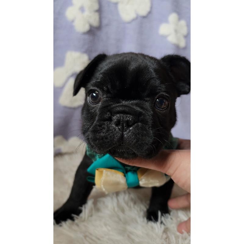 販売中の栃木県のフレンチブルドッグ-450848の4枚目