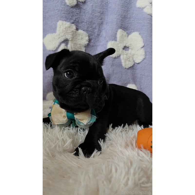 販売中の栃木県のフレンチブルドッグ-450848の3枚目