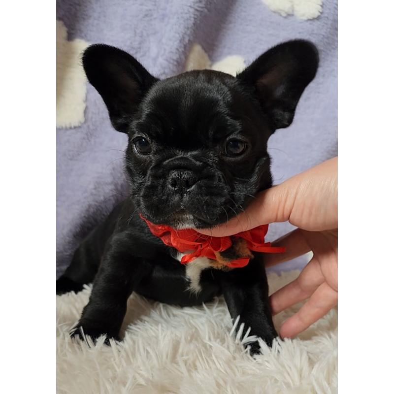 販売中の栃木県のフレンチブルドッグ-450849の8枚目