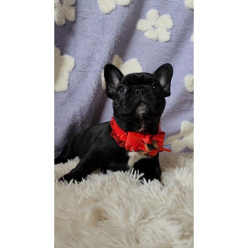 販売中の栃木県のフレンチブルドッグ-450849の7枚目