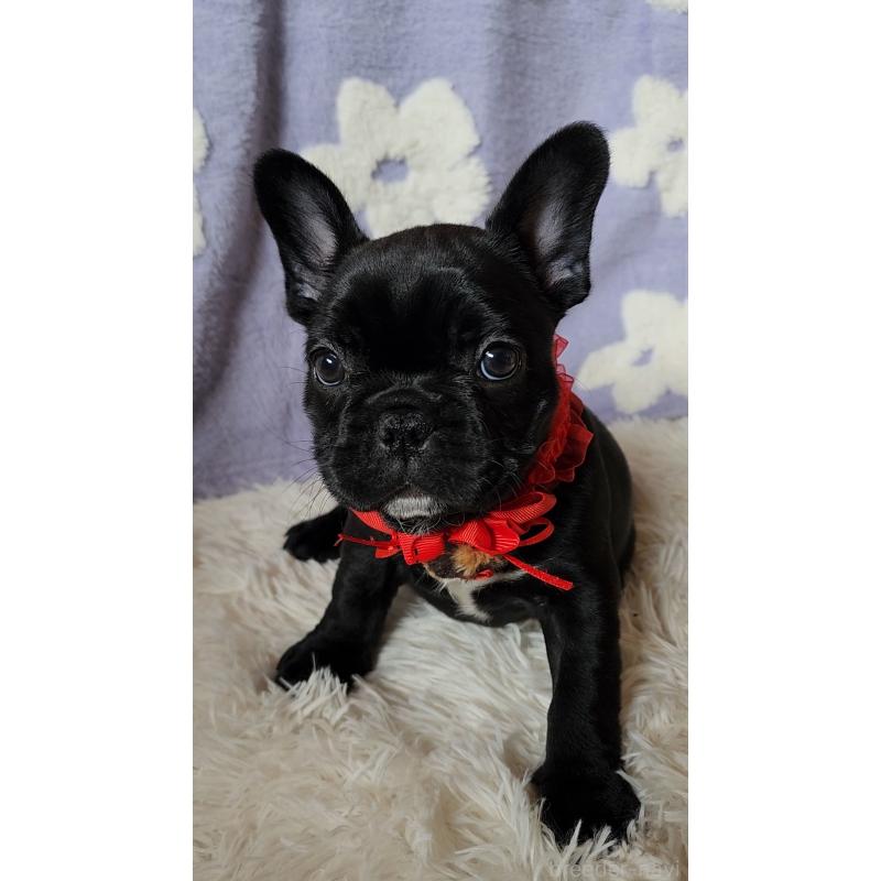 販売中の栃木県のフレンチブルドッグ-450849の6枚目