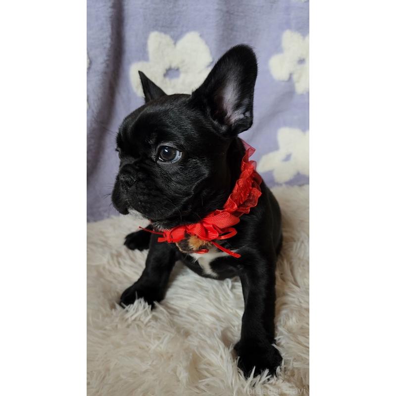 販売中の栃木県のフレンチブルドッグ-450849の5枚目