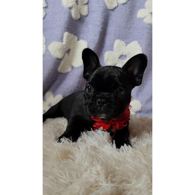 販売中の栃木県のフレンチブルドッグ-450849の3枚目
