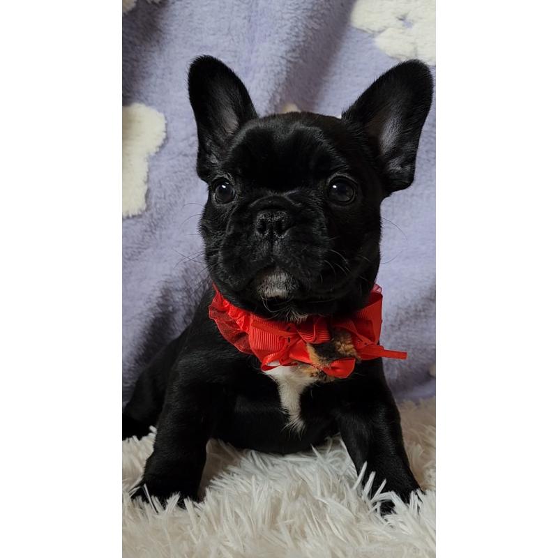 販売中の栃木県のフレンチブルドッグ-450849の2枚目