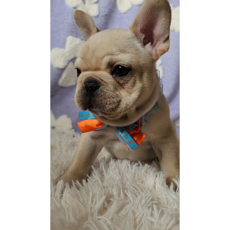 販売中の栃木県のフレンチブルドッグ-450850の10枚目