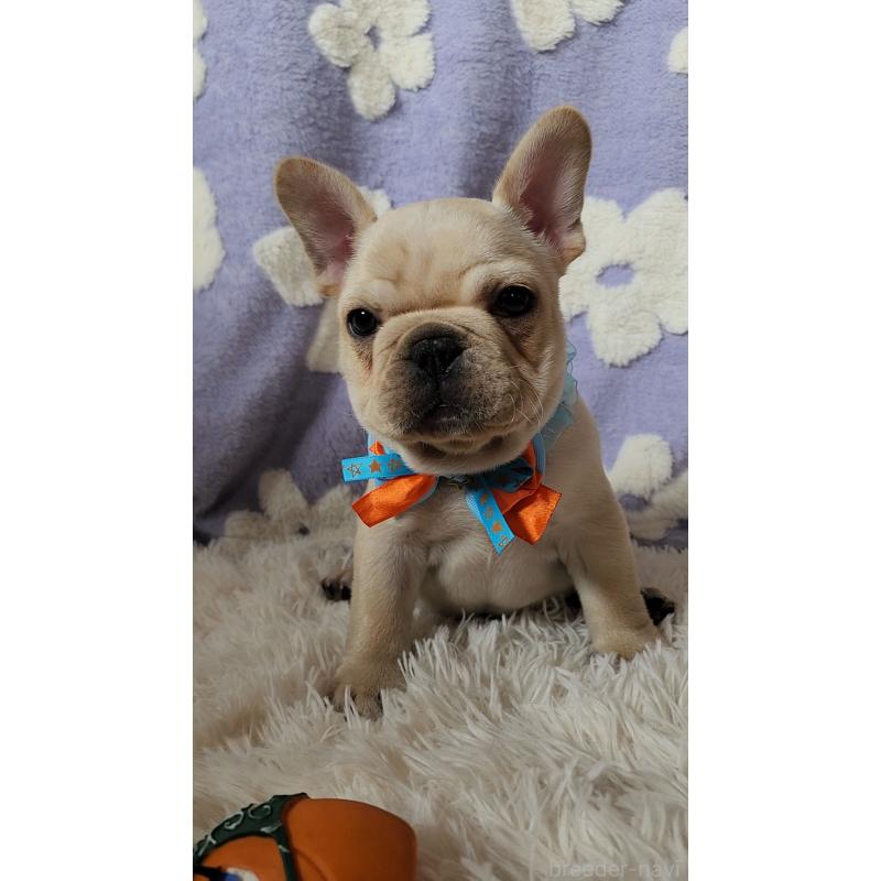 販売中の栃木県のフレンチブルドッグ-450850の7枚目