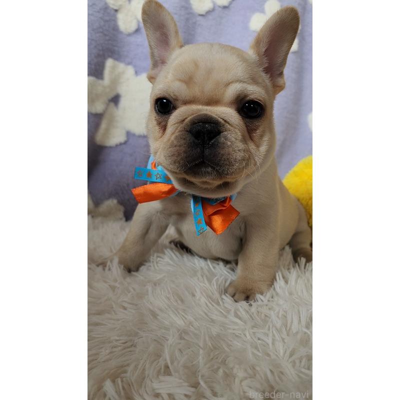 販売中の栃木県のフレンチブルドッグ-450850の6枚目