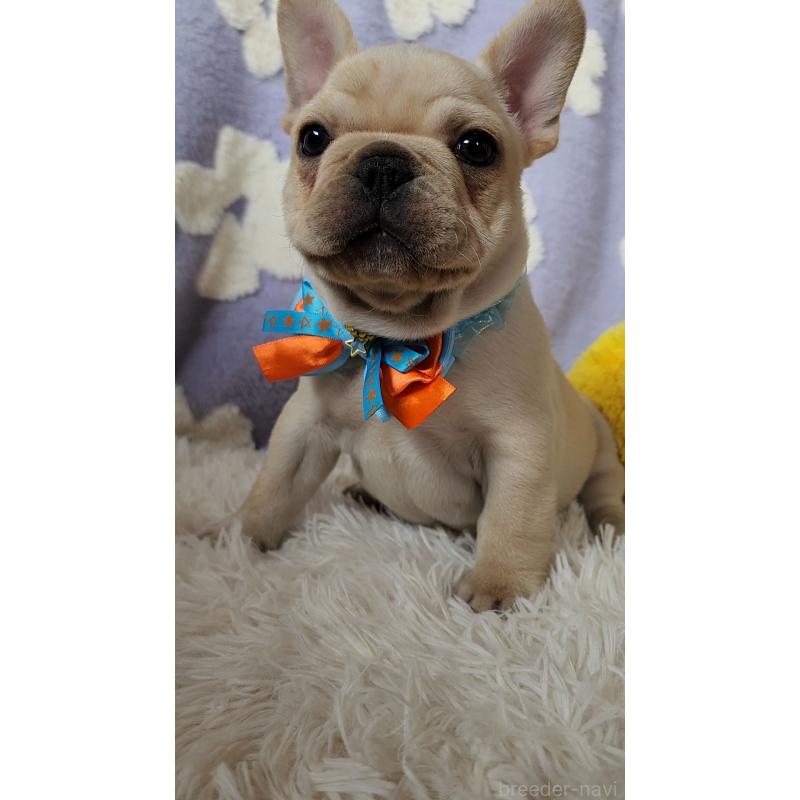 販売中の栃木県のフレンチブルドッグ-450850の5枚目