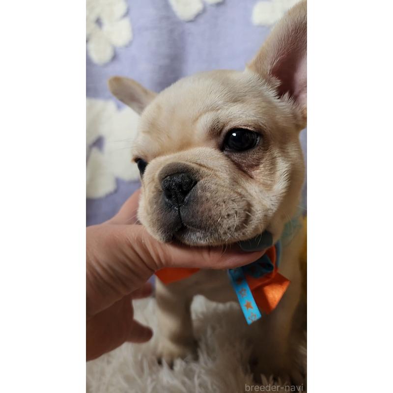 販売中の栃木県のフレンチブルドッグ-450850の4枚目