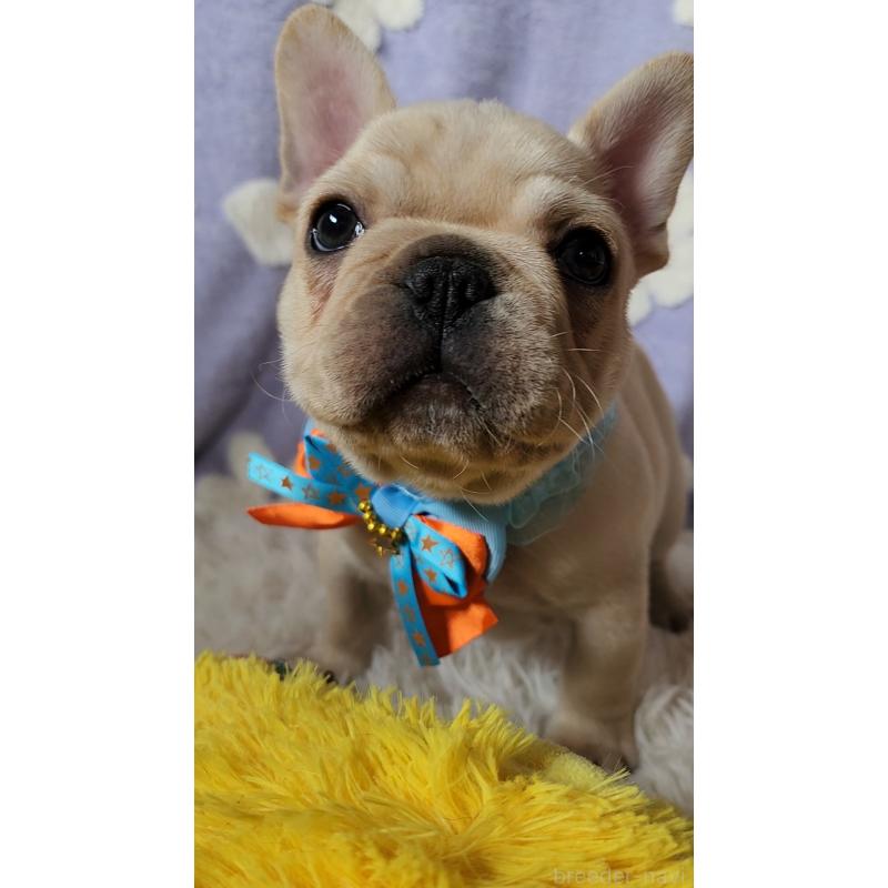 販売中の栃木県のフレンチブルドッグ-450850の3枚目