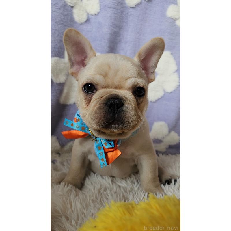 販売中の栃木県のフレンチブルドッグ-450850の2枚目