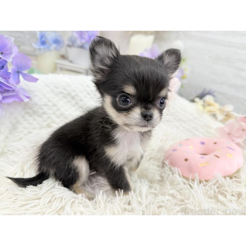 販売中の京都府のチワワ(ロングコート)-450851の6枚目