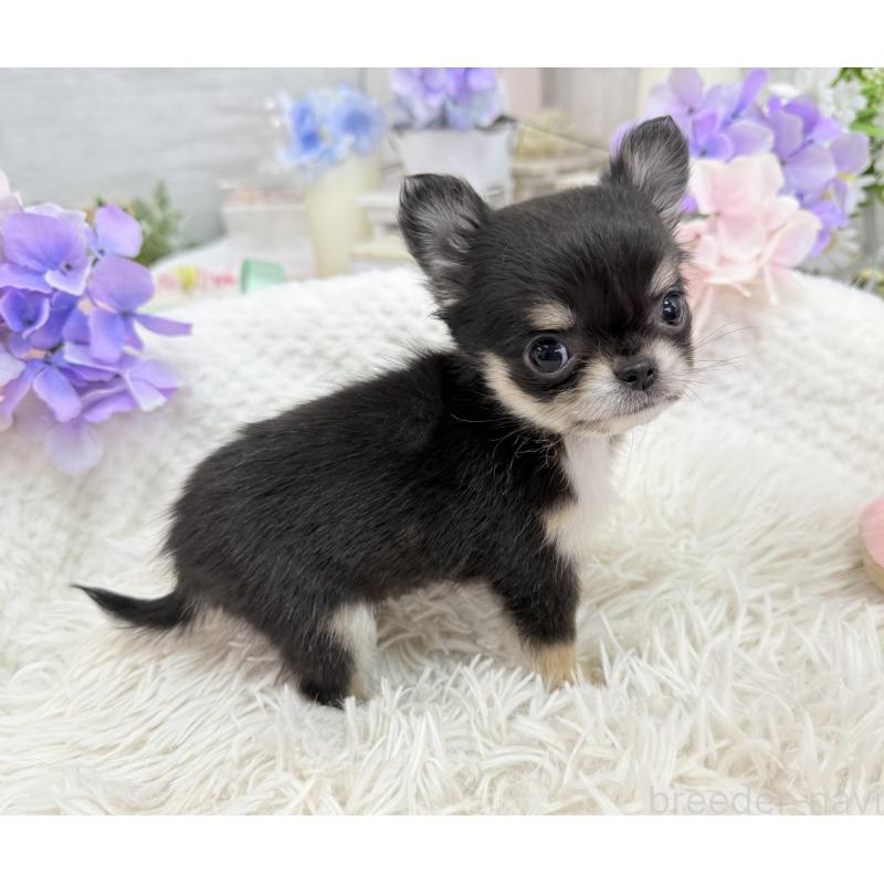 販売中の京都府のチワワ(ロングコート)-450851の4枚目