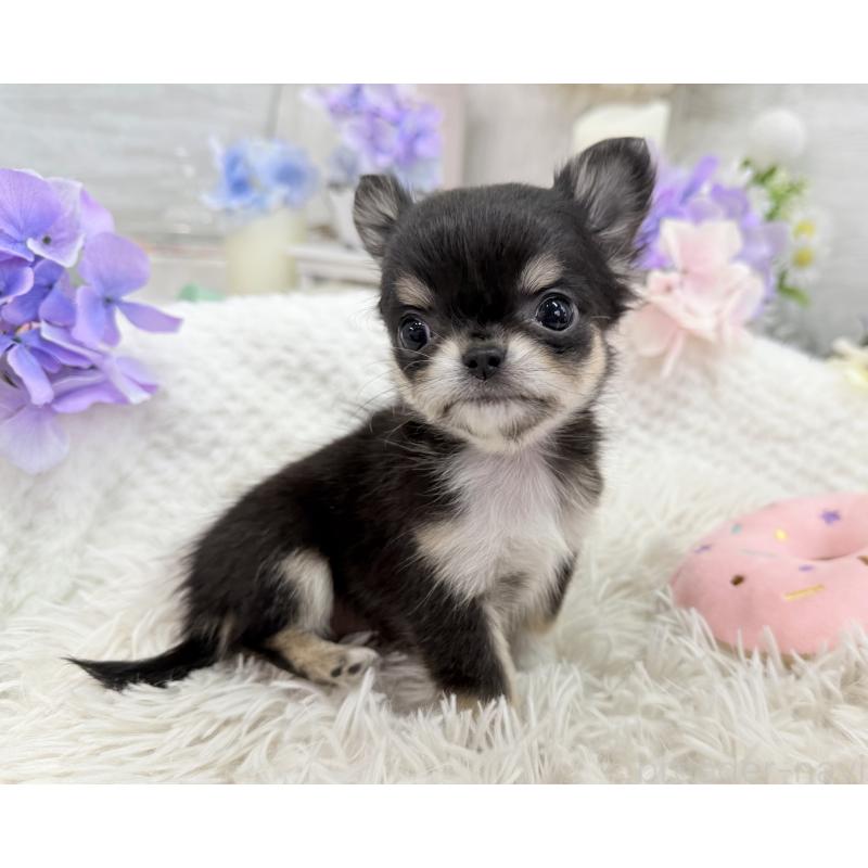 販売中の京都府のチワワ(ロングコート)-450851の3枚目