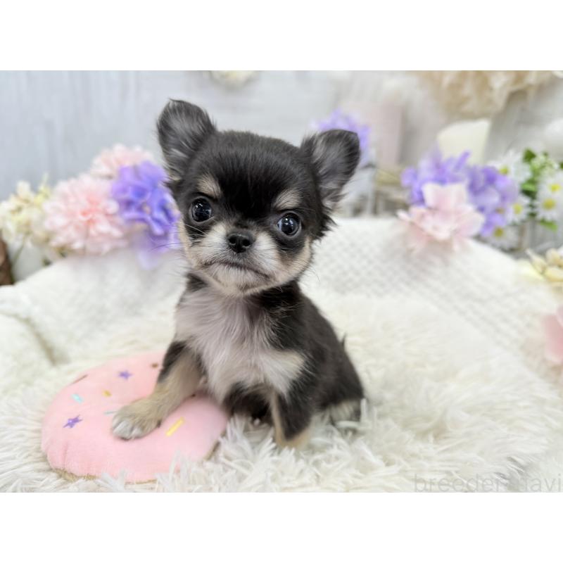 販売中の京都府のチワワ(ロングコート)-450851の2枚目