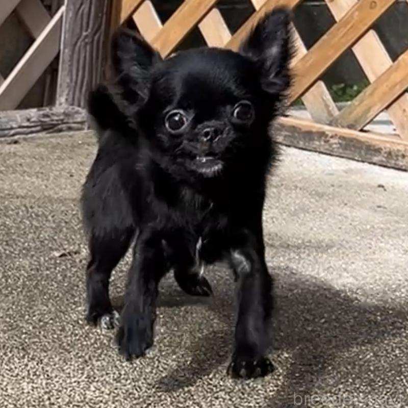 販売中の広島県のチワワ(ロングコート)-448285