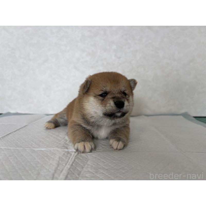 販売中の北海道の柴犬-450877の15枚目