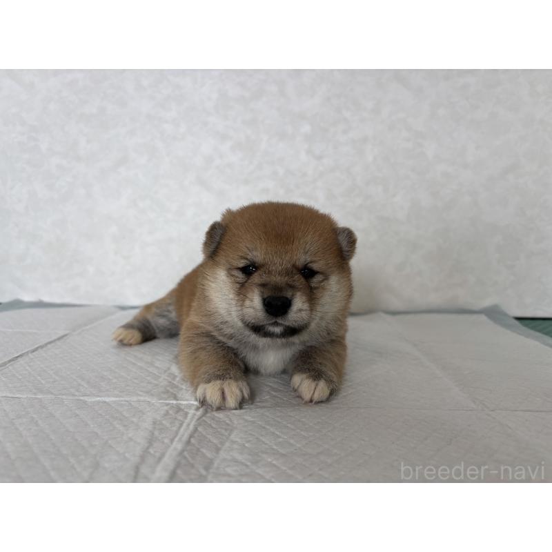 販売中の北海道の柴犬-450877の14枚目