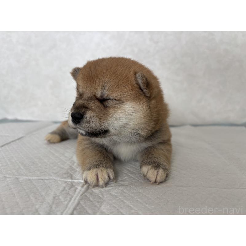 販売中の北海道の柴犬-450877の13枚目