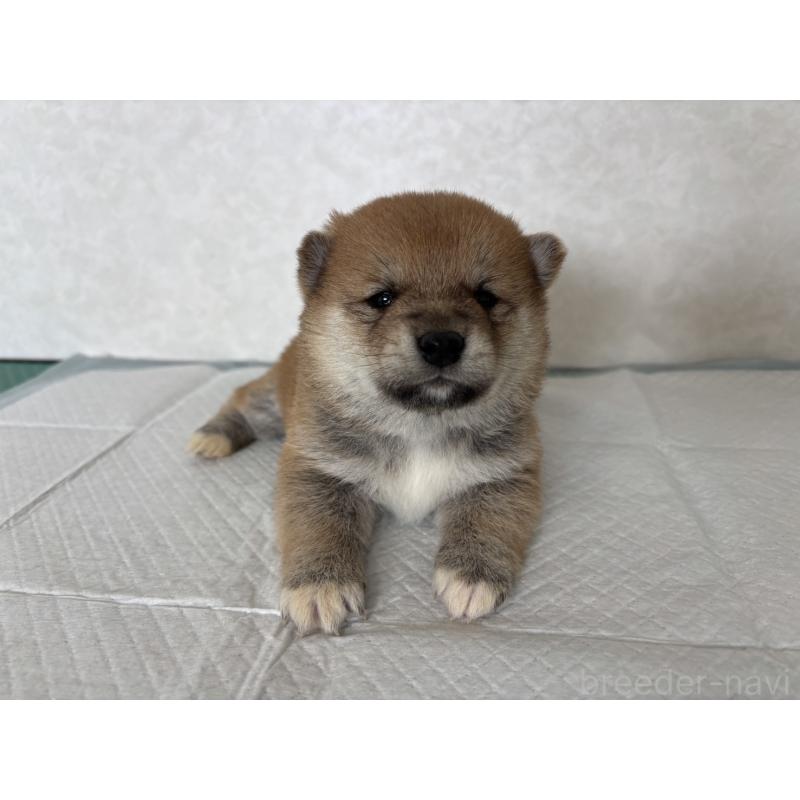 販売中の北海道の柴犬-450877の12枚目