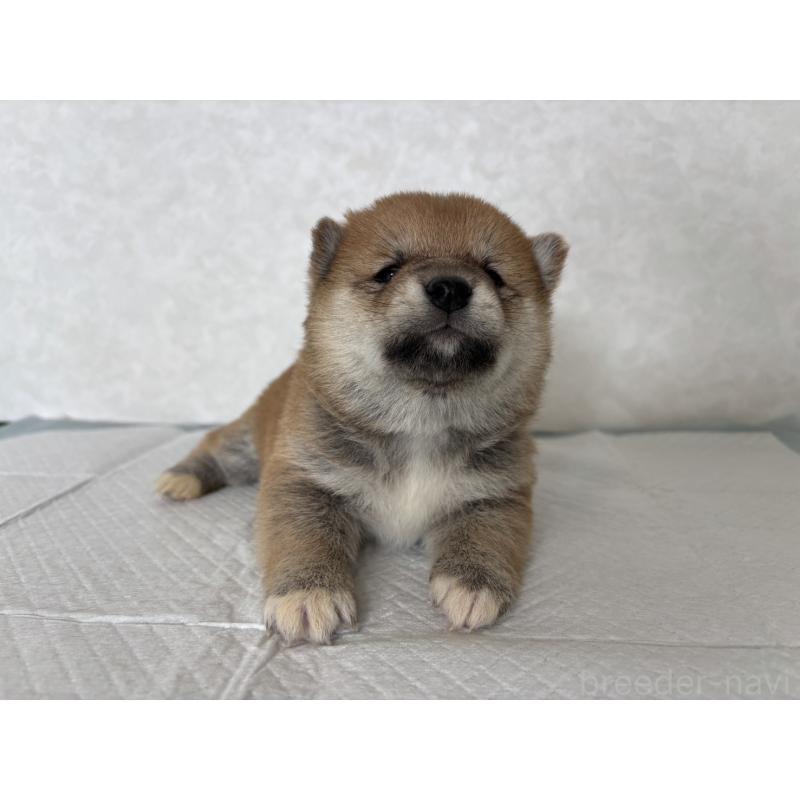 販売中の北海道の柴犬-450877の11枚目