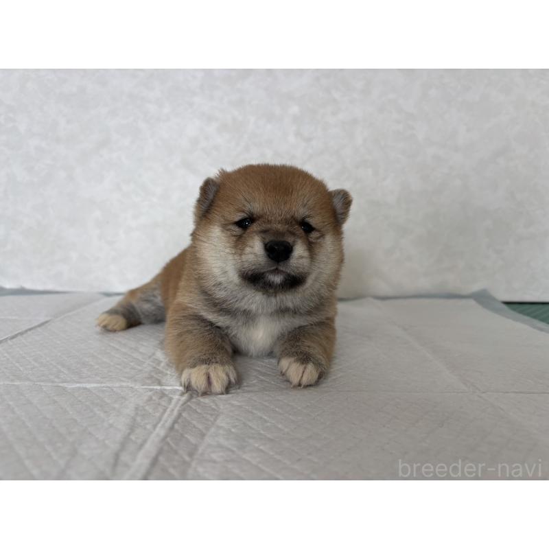 販売中の北海道の柴犬-450877の10枚目