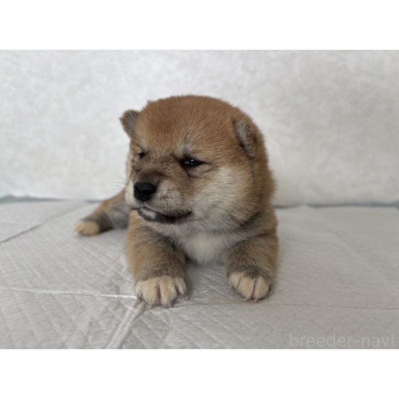 販売中の北海道の柴犬-450877の9枚目